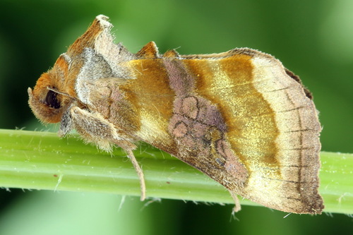 Burnished Brass