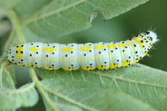 Diloba caeruleocephala