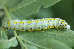 Diloba caeruleocephala