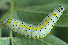 Diloba caeruleocephala