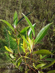 Salix triandra