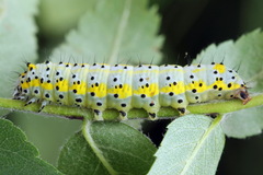 Diloba caeruleocephala