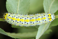 Diloba caeruleocephala