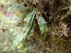 Notogrammitis pseudociliata