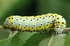 Diloba caeruleocephala