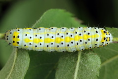 Diloba caeruleocephala