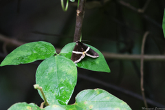 Fodina pallula