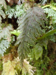 Hymenophyllum frankliniae