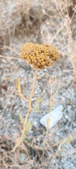 Achillea filipendulina