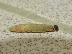 Eudaminae