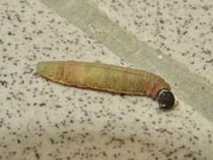 Eudaminae