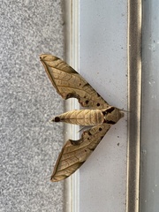 Protambulyx strigilis