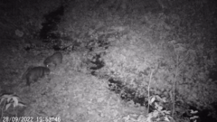 Nyctereutes procyonoides