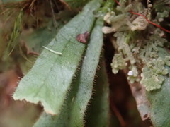 Notogrammitis pseudociliata