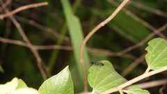 Cicindelinae