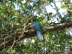 Apaloderma narina narina