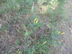 Melilotus suaveolens