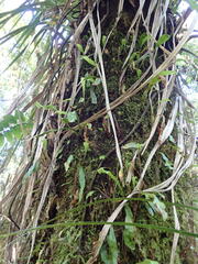 Loxogramme dictyopteris