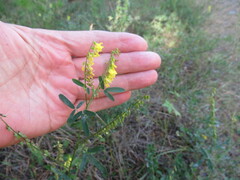 Melilotus suaveolens