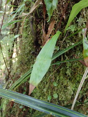 Loxogramme dictyopteris