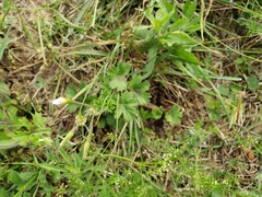 Pelargonium alchemilloides