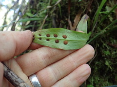 Loxogramme dictyopteris