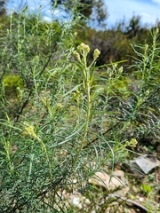Cassinia longifolia