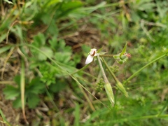 Pelargonium alchemilloides