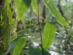 Lygodium articulatum