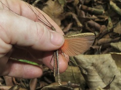 Pseudophasma unicolor