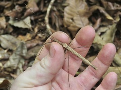 Pseudophasma unicolor