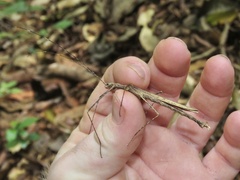 Pseudophasma unicolor