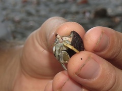 Coenobita compressus