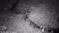 Nyctereutes procyonoides