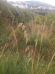 Ampelodesmos mauritanicus