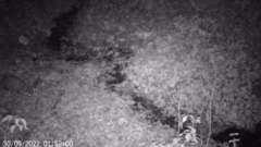 Nyctereutes procyonoides