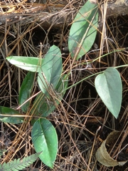 Smilax glauca