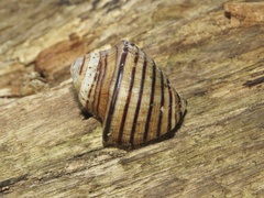 Opeatostoma pseudodon