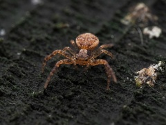 Xysticus lanio