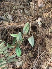 Smilax glauca