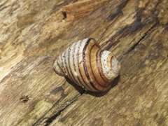 Opeatostoma pseudodon