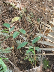 Smilax glauca