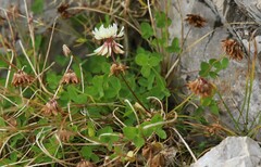 Trifolium pallescens