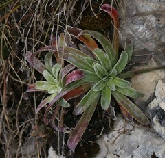 Saxifraga hostii
