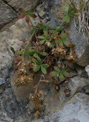 Potentilla caulescens