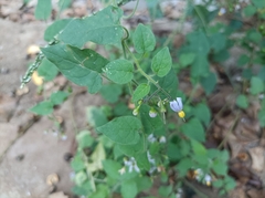 Solanum lyratum
