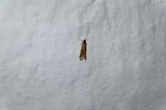 Macrostemum radiatum