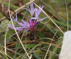 Centaurea triumfettii