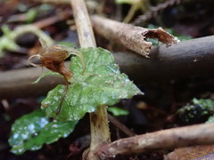 Corybas acuminatus