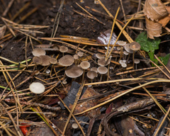 Strobilurus conigenus